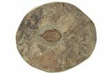 Rare, Lichid (Parvilichas) Trilobite - Tinzouline, Morocco #191738-5